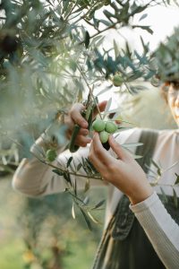 Une femme récoltant des olives vertes sur un olivier dans un verger ensoleillé.