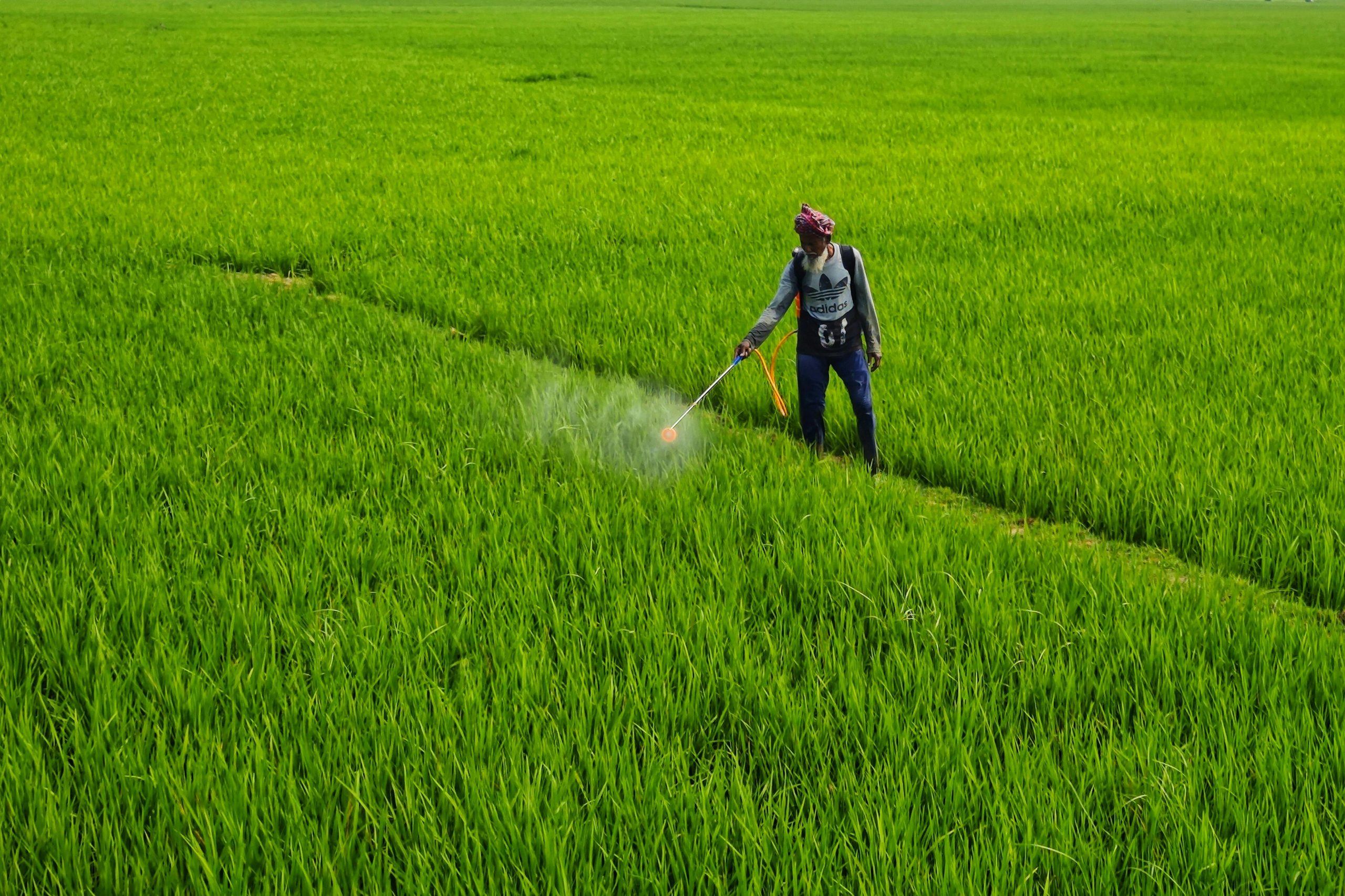 Un agriculteur indien pulvérisant des pesticides dans un champ vert vibrant en journée à Bolpur, WB, Inde.